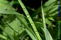 Bild zum Eintrag (1142111-177)