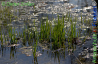 Bild zum Eintrag (1142112-177)