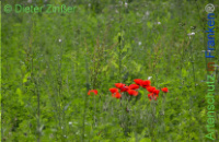 Bild zum Eintrag (1142114-177)
