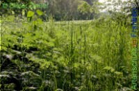 Bild zum Eintrag (1142116-177)