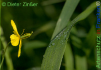 Bild zum Eintrag (1142120-177)