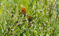 Bild zum Eintrag (1142122-177)