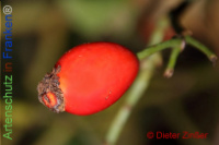 Bild zum Eintrag (1142201-177)