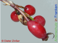 Bild zum Eintrag (1142202-177)