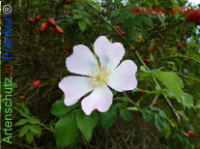 Bild zum Eintrag (1142203-177)
