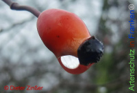 Bild zum Eintrag (1142208-177)