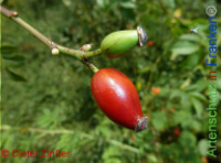 Bild zum Eintrag (1142210-177)