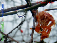 Bild zum Eintrag (1142212-177)