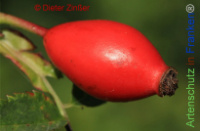 Bild zum Eintrag (1142213-177)