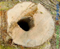 Bild zum Eintrag (1142286-177)