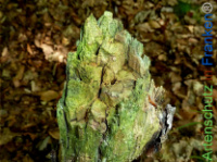 Bild zum Eintrag (1142287-177)