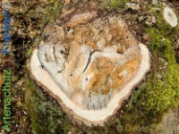 Bild zum Eintrag (1142288-177)