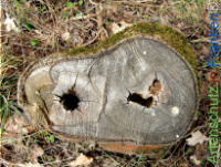 Bild zum Eintrag (1142289-177)