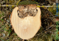 Bild zum Eintrag (1142292-177)