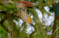 Bild zum Eintrag (1142294-177)