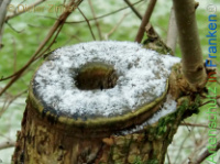 Bild zum Eintrag (1142295-177)
