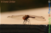Bild zum Eintrag (1142348-177)