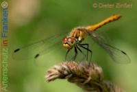 Bild zum Eintrag (1142349-177)