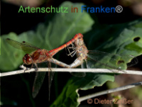 Bild zum Eintrag (1142351-177)