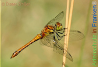 Bild zum Eintrag (1142353-177)