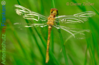 Bild zum Eintrag (1142356-177)