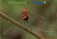 Bild zum Eintrag (1142361-177)