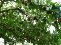 Bild zum Eintrag (1142600-177)