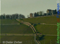 Bild zum Eintrag (1142606-177)