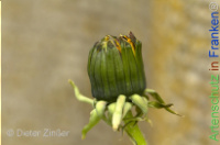 Bild zum Eintrag (1142683-177)