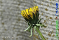 Bild zum Eintrag (1142684-177)