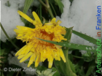 Bild zum Eintrag (1142685-177)