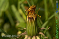 Bild zum Eintrag (1142686-177)