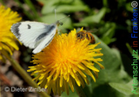 Bild zum Eintrag (1142687-177)