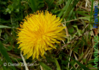 Bild zum Eintrag (1142689-177)