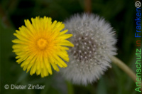 Bild zum Eintrag (1142690-177)