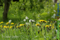 Bild zum Eintrag (1142691-177)
