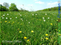 Bild zum Eintrag (1142692-177)