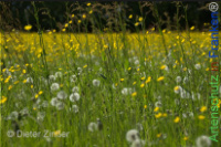 Bild zum Eintrag (1142693-177)