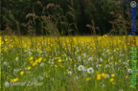Bild zum Eintrag (1142694-177)