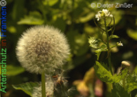 Bild zum Eintrag (1142697-177)
