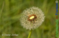 Bild zum Eintrag (1142699-177)