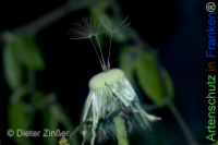 Bild zum Eintrag (1142700-177)