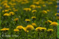 Bild zum Eintrag (1142708-177)