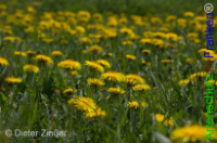 Bild zum Eintrag (1142710-177)