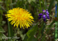 Bild zum Eintrag (1142712-177)