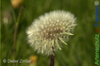 Bild zum Eintrag (1142714-177)