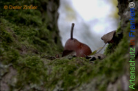 Bild zum Eintrag (1142935-177)