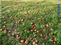 Bild zum Eintrag (1142939-177)