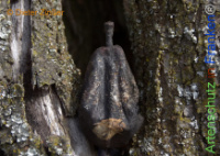 Bild zum Eintrag (1142940-177)