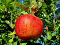 Bild zum Eintrag (1142941-177)